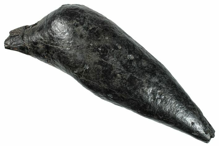 Fossil Sperm Whale (Scaldicetus) Tooth - South Carolina #274549